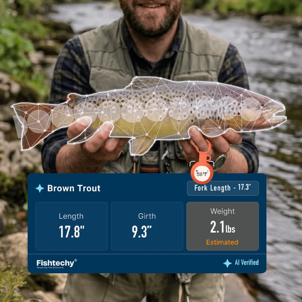 A brown trout held streamside beside a Proof Ball, measured in the Fishtechy app — 17.8 inch length, 9.3 inch girth, 33.79 square inch FSA, an estimated 2.1 pounds