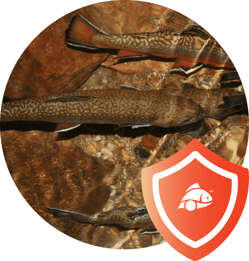 Better For Fish